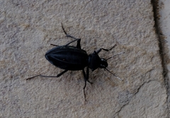 Somaticus