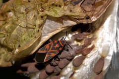 Graptostethus varipictus