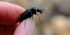 Somaticus