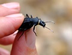 Somaticus