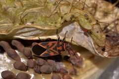 Graptostethus varipictus