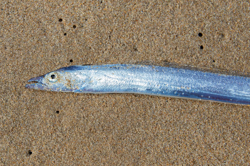 Atlantic Cutlassfish (Trichiurus lepturus) — Trichiuridae