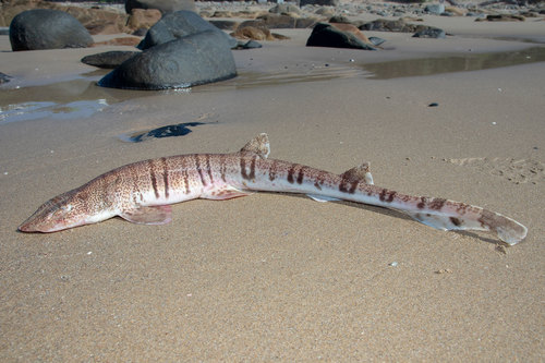 Lined catshark (Halaelurus lineatus) — Scyliorhinidae
