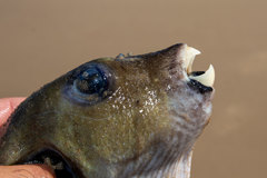 Arothron immaculatus