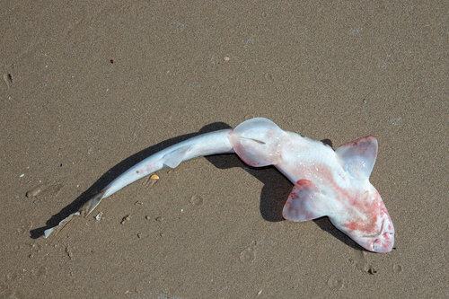 Lined catshark (Halaelurus lineatus) — Scyliorhinidae — 3