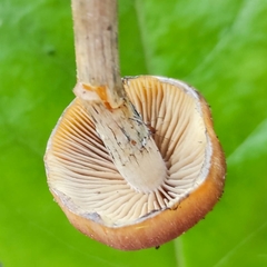 Psilocybe subaeruginosa