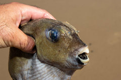 Arothron immaculatus