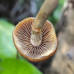Psilocybe subaeruginosa