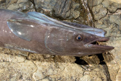 Remora brachyptera