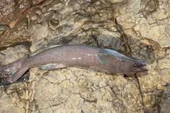 Remora brachyptera