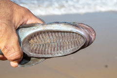 Remora brachyptera