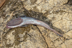 Remora brachyptera