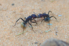 Camponotus sericeus