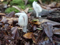 Monotropastrum humile glaberrimum