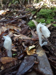 Monotropastrum humile glaberrimum