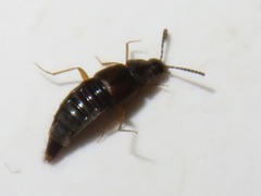 Oxypoda acuminata