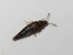 Oxypoda acuminata