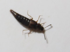 Oxypoda acuminata
