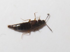 Oxypoda acuminata