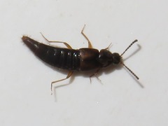 Oxypoda acuminata
