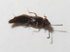 Oxypoda acuminata