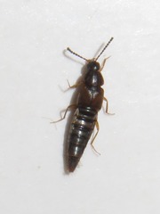 Oxypoda acuminata