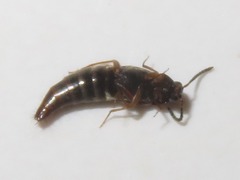 Oxypoda acuminata