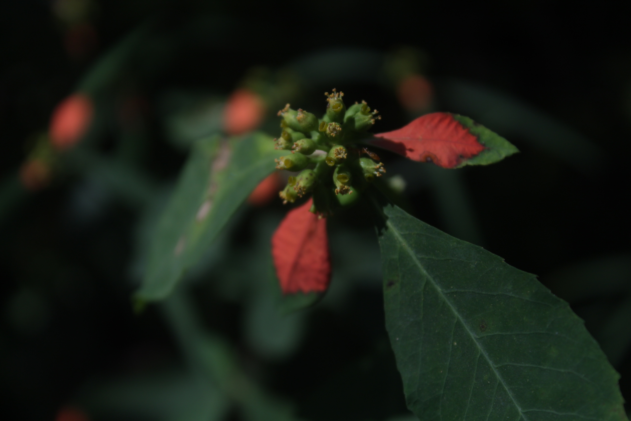 Nochebuena Silvestre (Euphorbia cyathophora) · NaturaLista Colombia