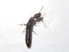 Xantholinus longiventris