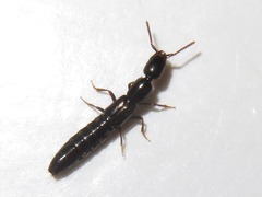 Xantholinus longiventris