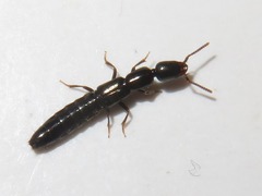 Xantholinus longiventris