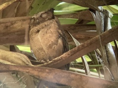 Otus lempiji