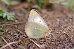 Colias hyperborea