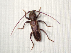 Phacodes