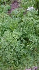 Anthriscus caucalis