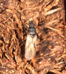 Metopoplax ditomoides