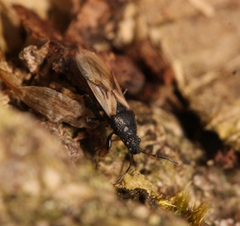 Metopoplax ditomoides