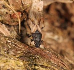 Metopoplax ditomoides
