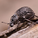 Catasarcus transversalis - Photo (c) Third Silence Nature Photography, some rights reserved (CC BY-SA), uploaded by Third Silence Nature Photography