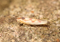 Zygina flammigera