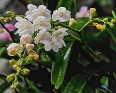 Aerides maculosa