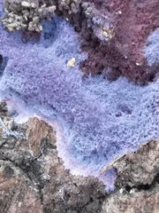 Punctularia atropurpurascens