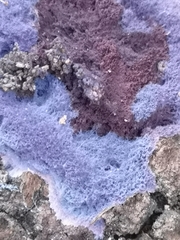 Punctularia atropurpurascens