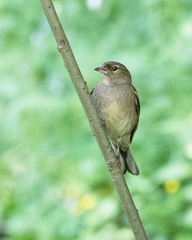 Fringilla coelebs