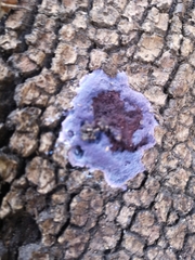 Punctularia atropurpurascens