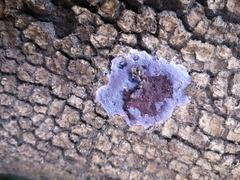 Punctularia atropurpurascens