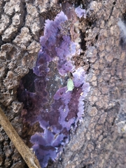 Punctularia atropurpurascens