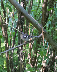 Fringilla coelebs