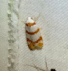 Thermograpta rufizonata