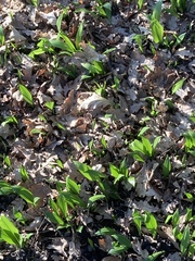 Allium ursinum